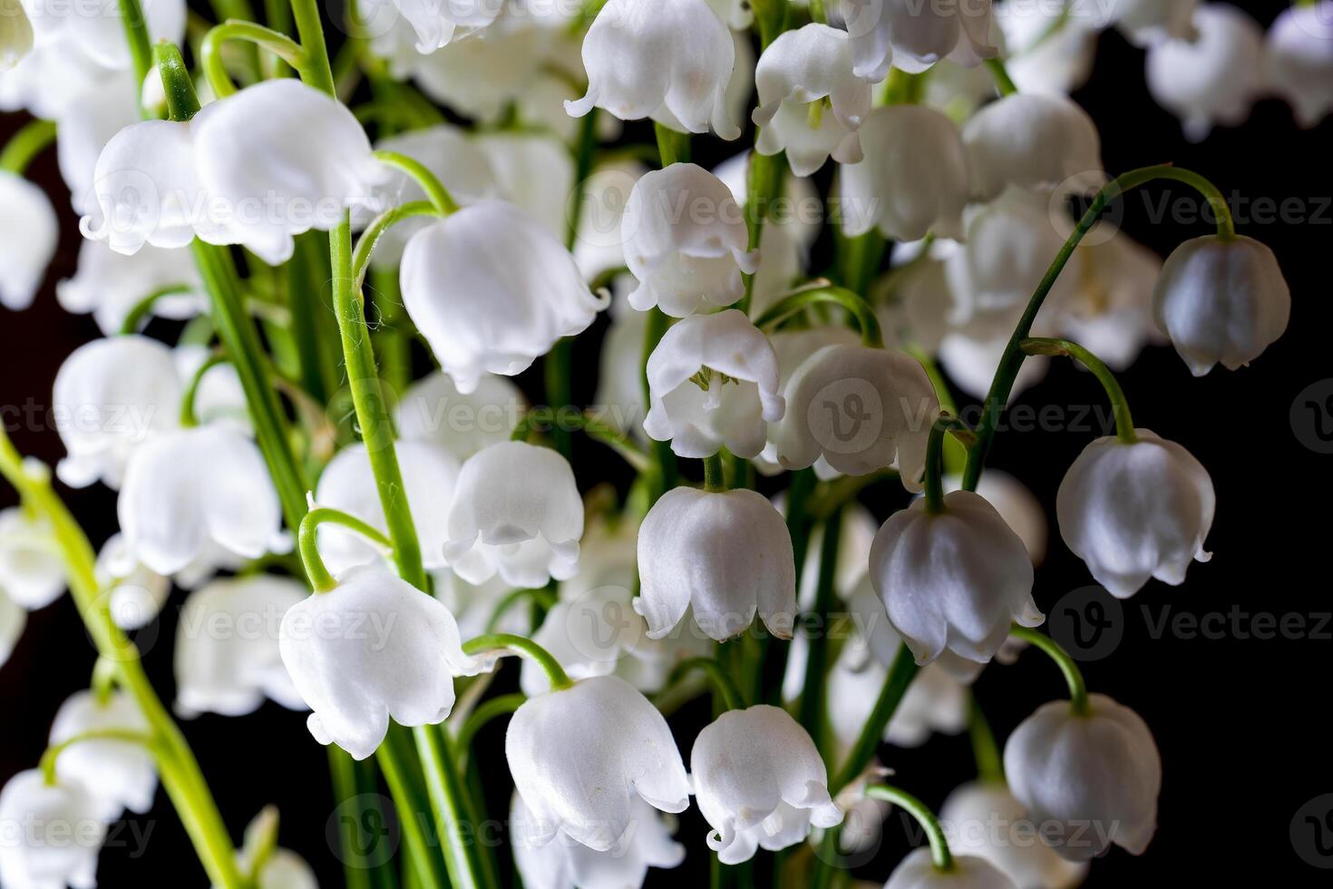 Macro shot of lily of the valley isolated on a black. photo