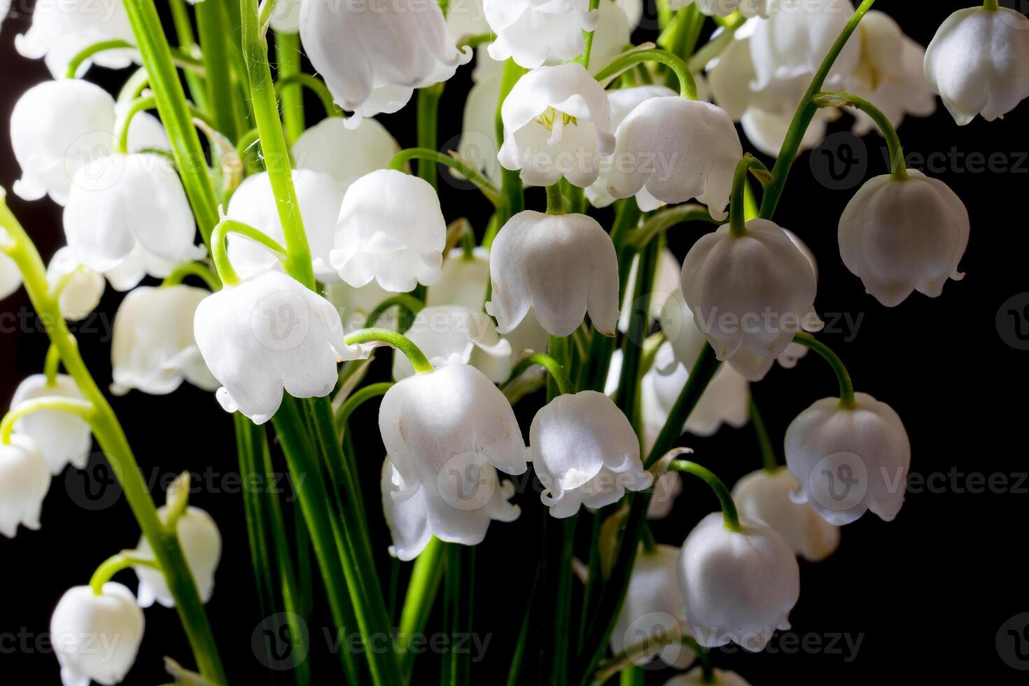 Macro shot of lily of the valley isolated on a black. photo