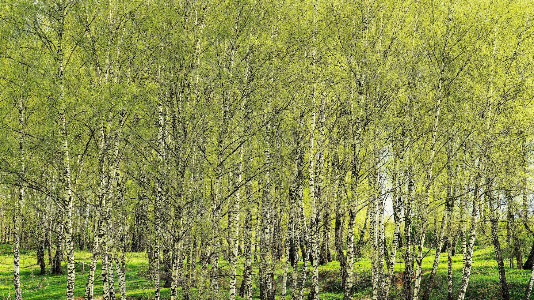 Birches with young leaves lit by sunlight in spring or summer. photo