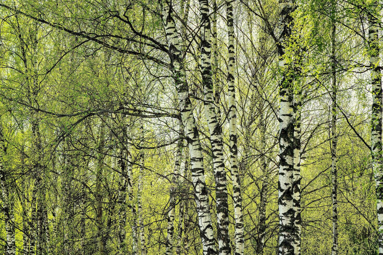 Birches with young leaves lit by sunlight in spring or summer. photo