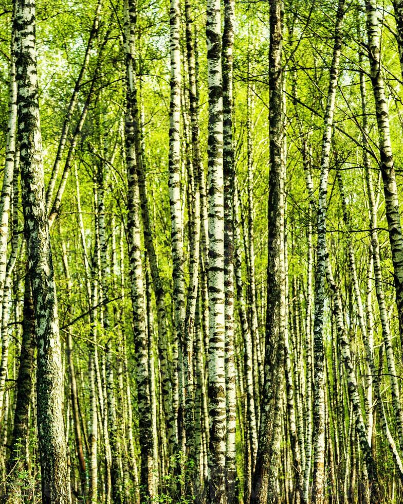 Birches with young leaves lit by sunlight in spring or summer. photo