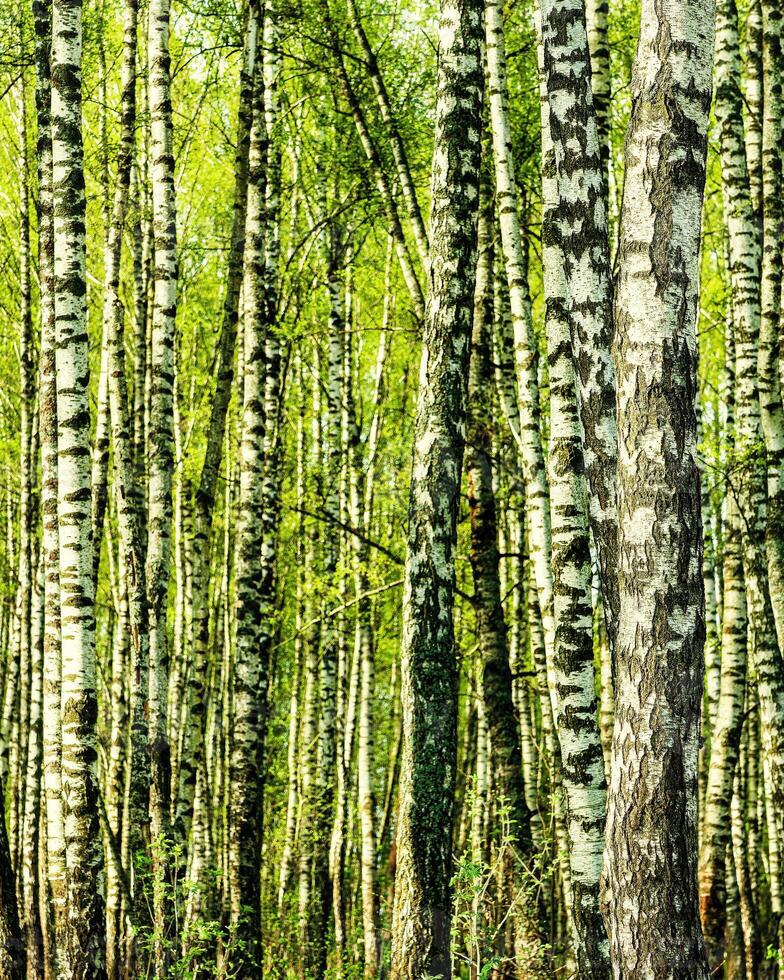 Birches with young leaves lit by sunlight in spring or summer. photo