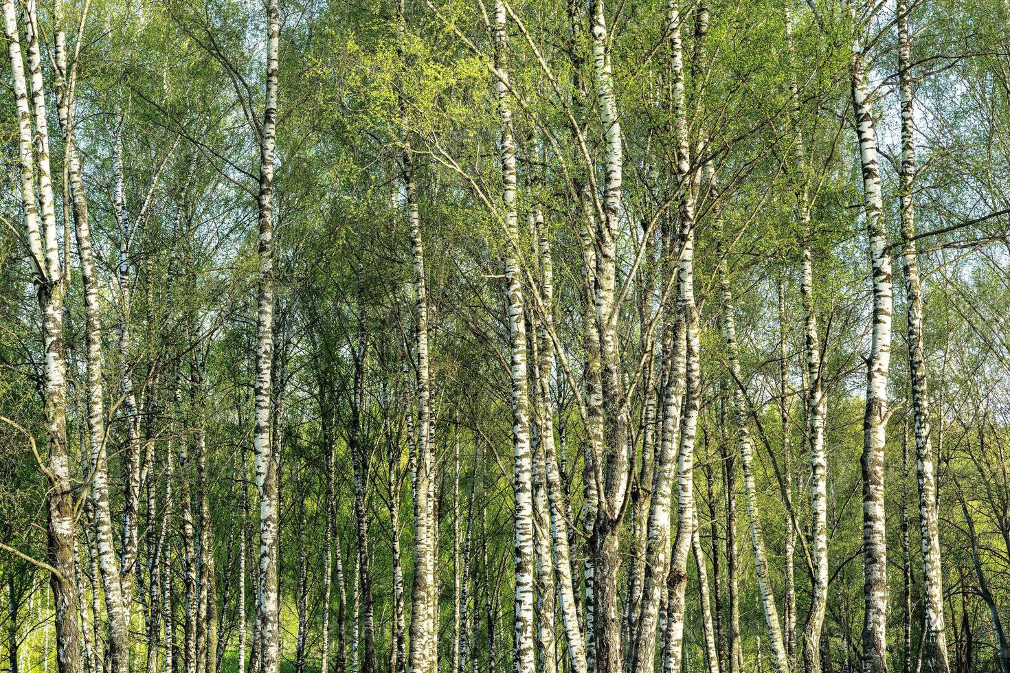 Birches with young leaves lit by sunlight in spring or summer. photo