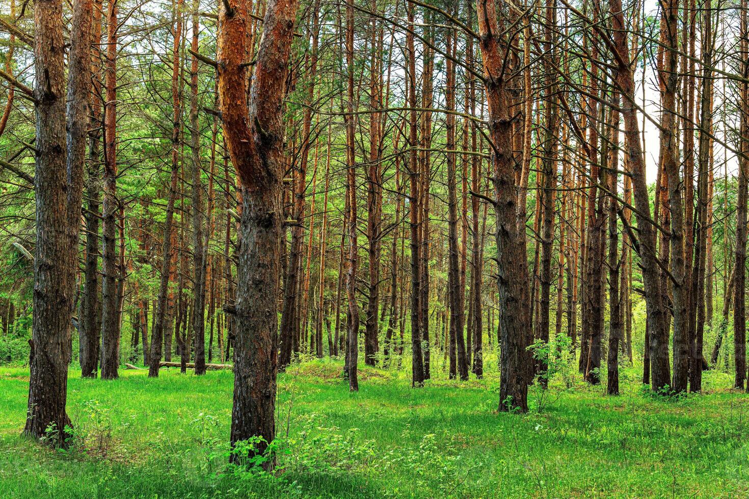 Sunset or dawn in a pine forest in spring or early summer. photo