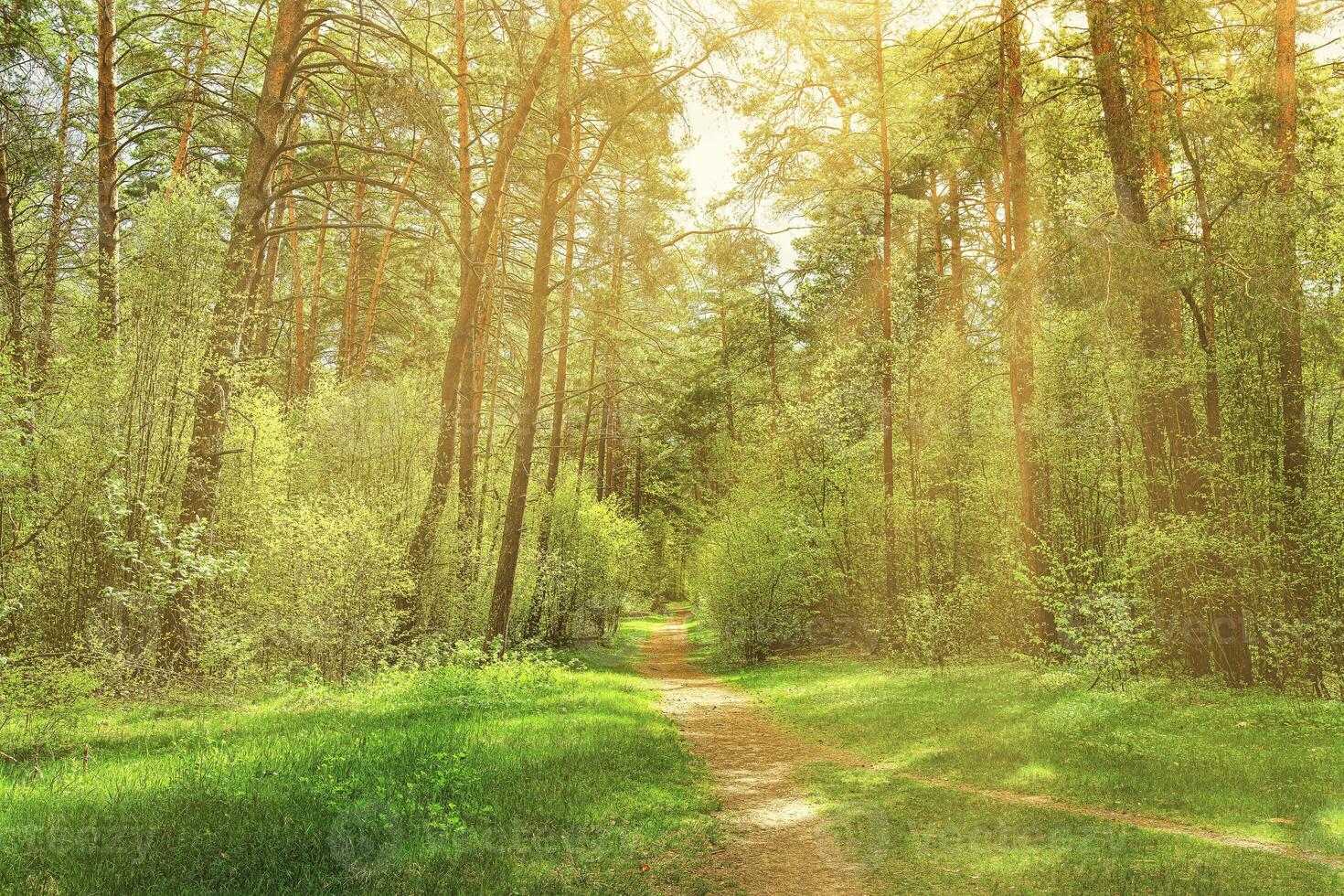 Sunset or dawn in a pine forest in spring or early summer. The sun among the trunks of pines. photo