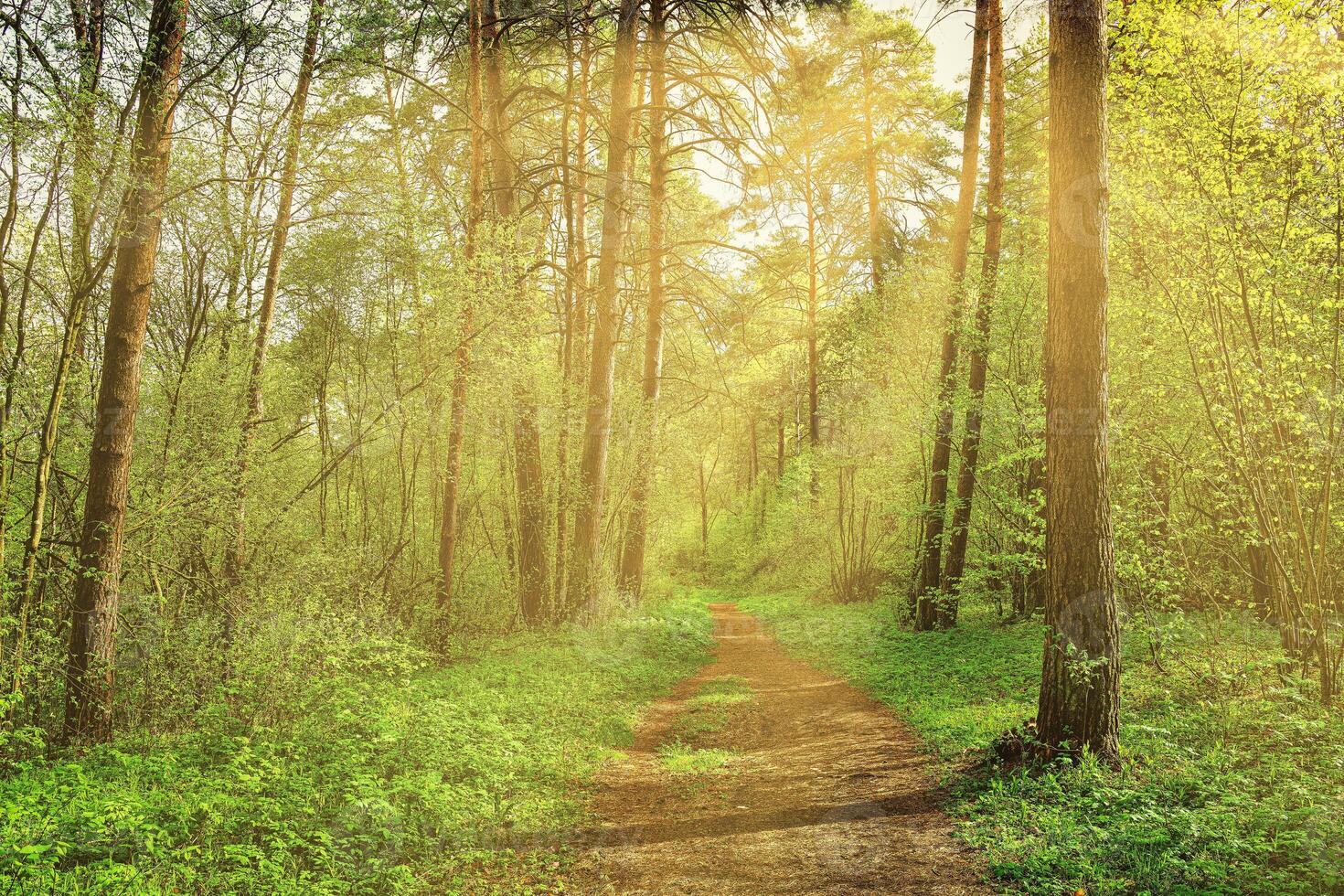 Sunset or dawn in a pine forest in spring or early summer. The sun among the trunks of pines. photo