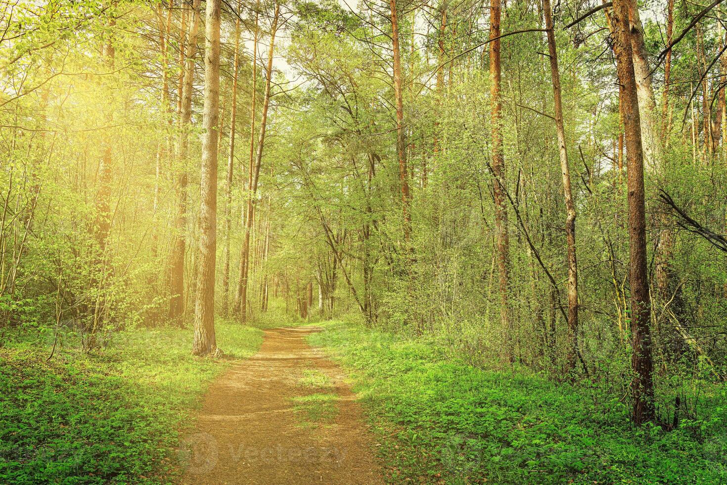Sunset or dawn in a pine forest in spring or early summer. The sun among the trunks of pines. photo