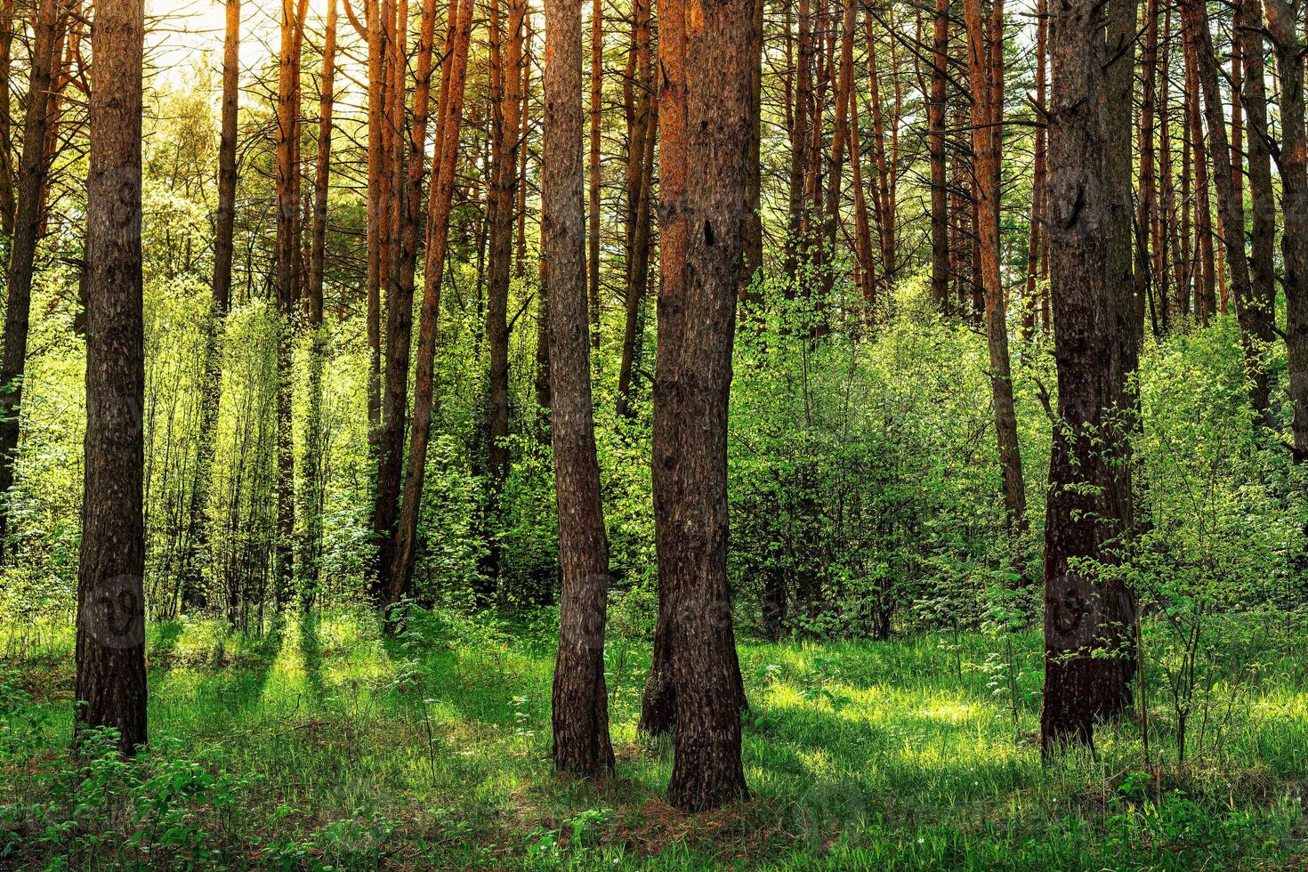 Sunset or dawn in a pine forest in spring or early summer. photo
