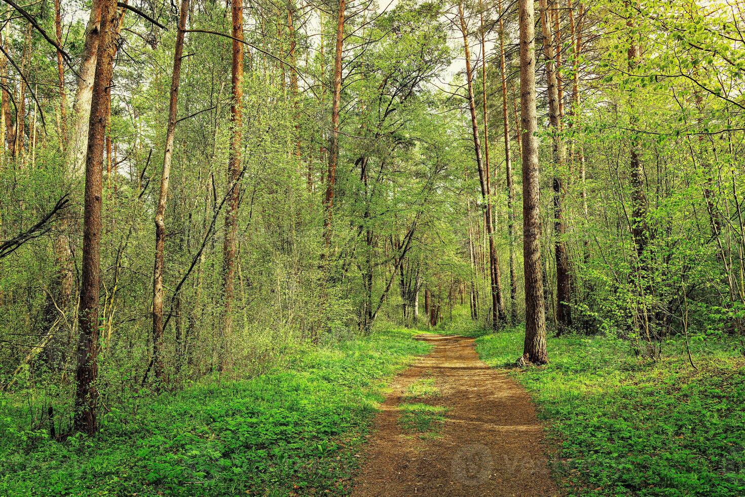 Sunset or dawn in a pine forest in spring or early summer. The sun among the trunks of pines. photo