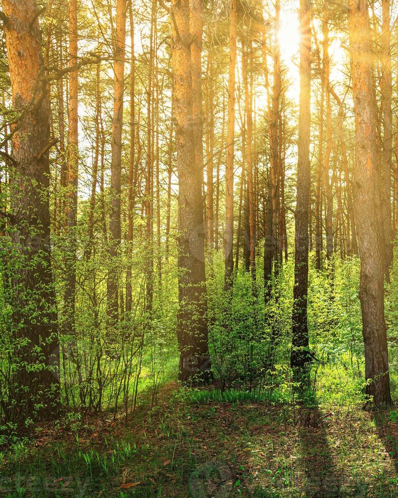 Sunset or dawn in a pine forest in spring or early summer. photo