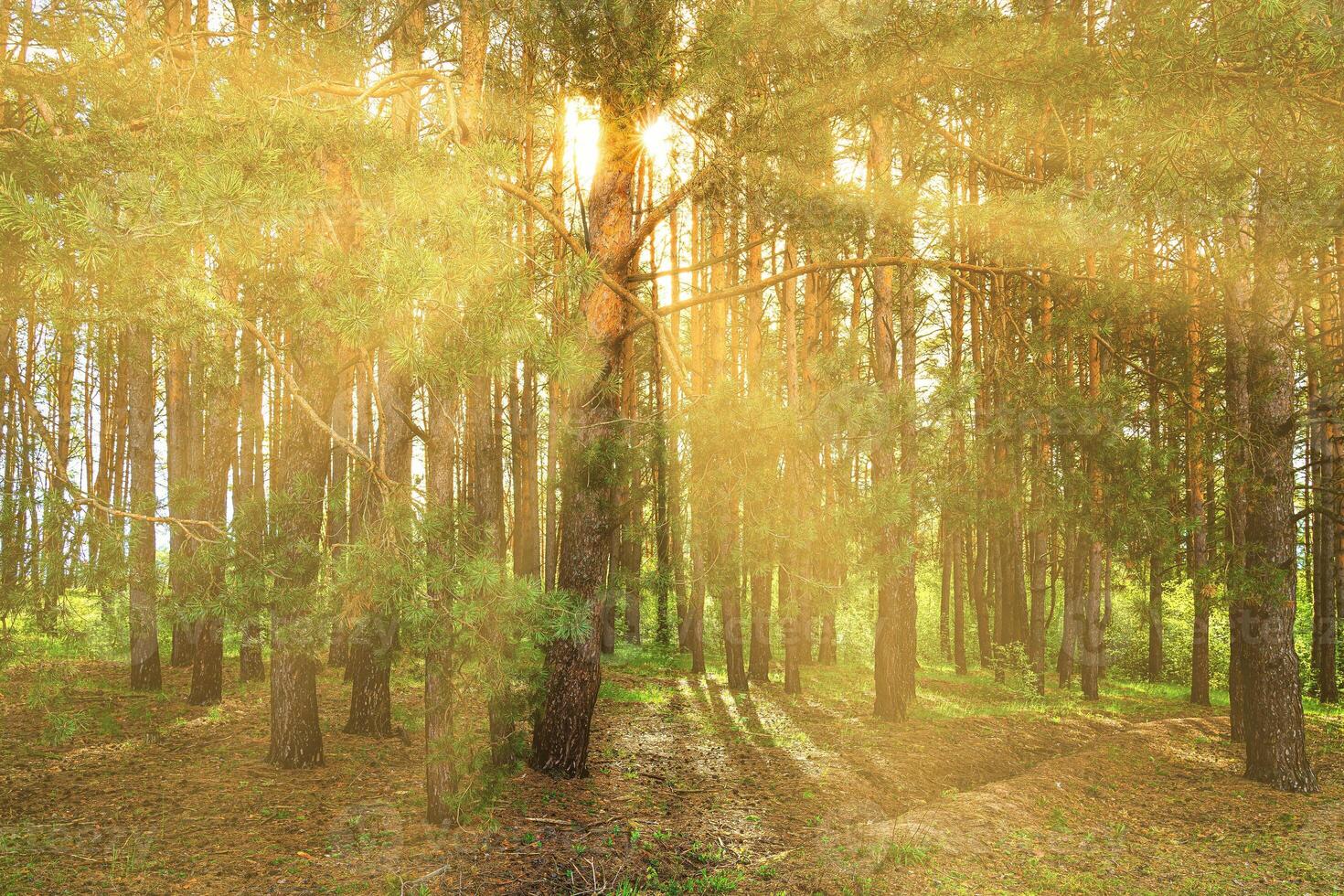 Sunset or dawn in a pine forest in spring or early summer. photo
