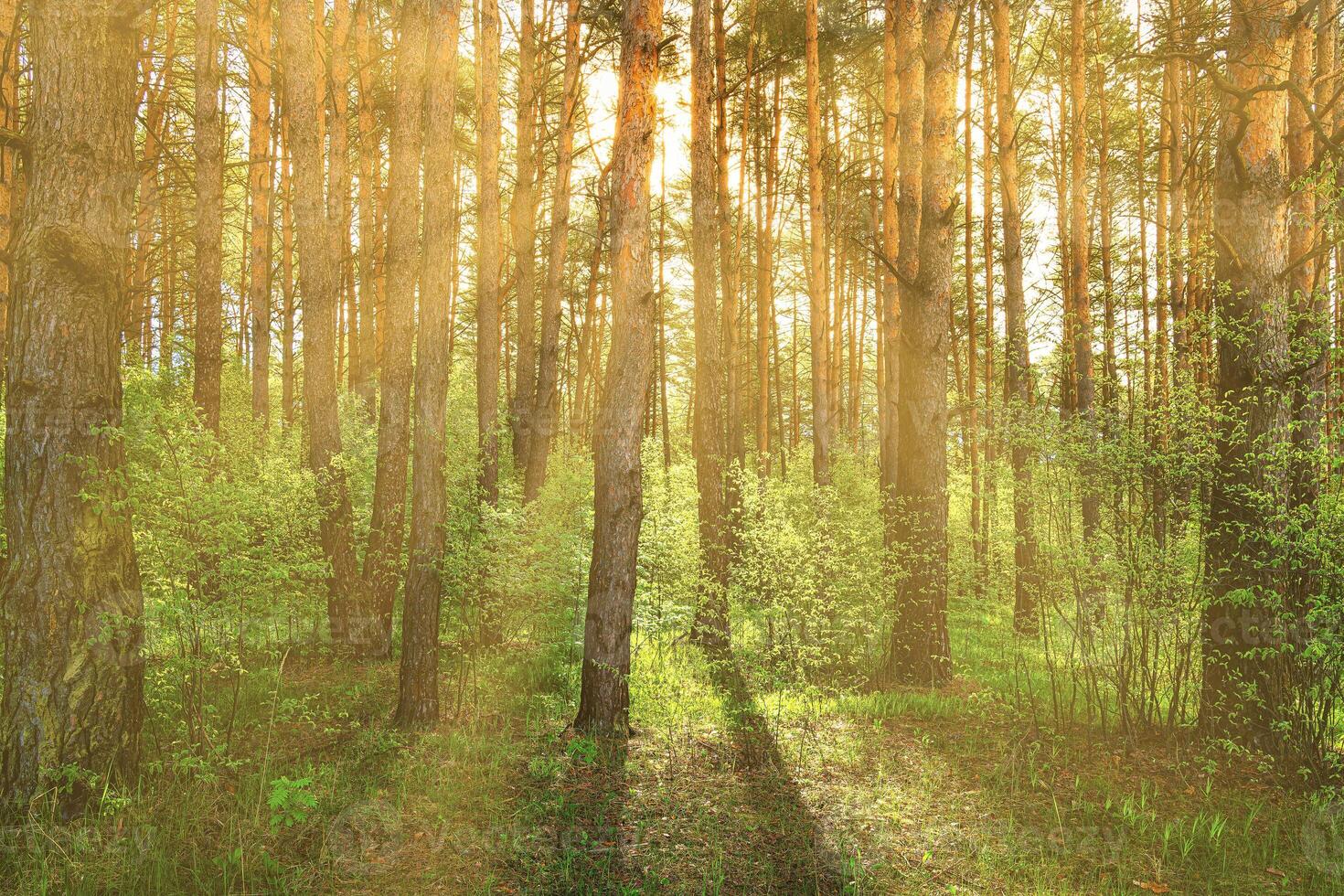Sunset or dawn in a pine forest in spring or early summer. photo