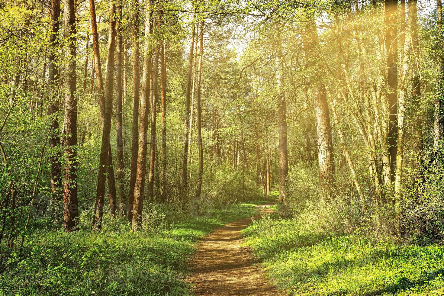 Sunset or dawn in a pine forest in spring or early summer. The sun among the trunks of pines. photo