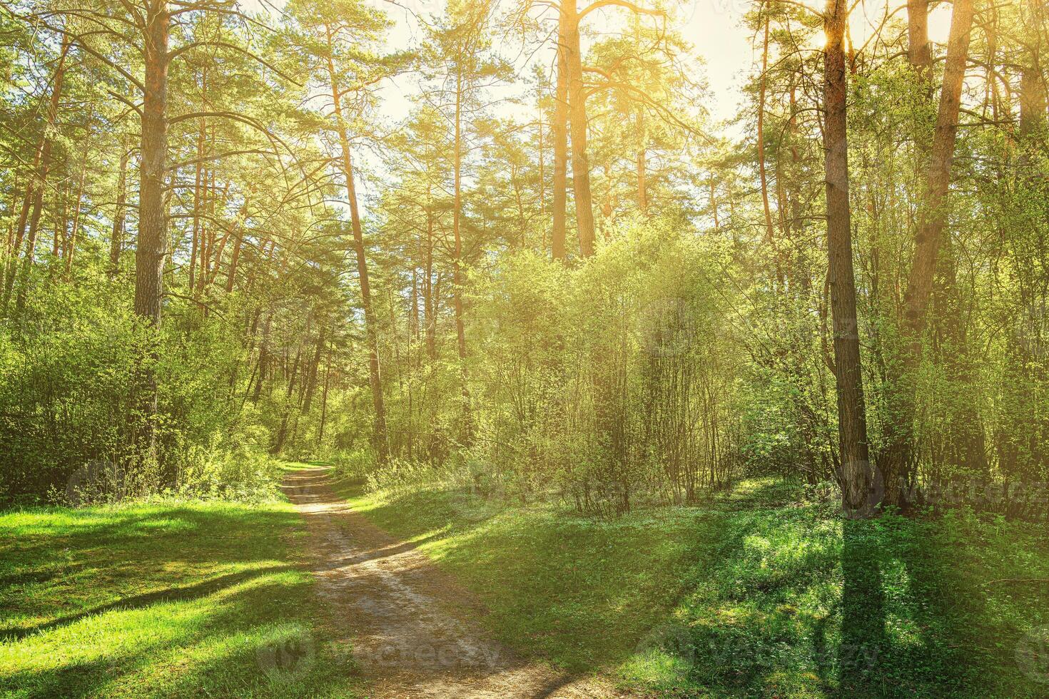 Sunset or dawn in a pine forest in spring or early summer. The sun among the trunks of pines. photo