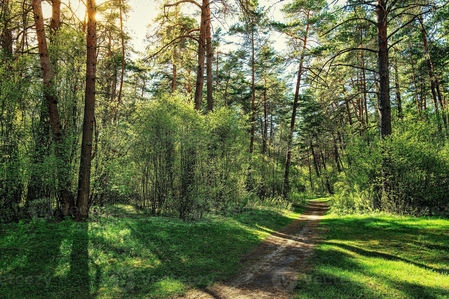 Sunset or dawn in a pine forest in spring or early summer. The sun among the trunks of pines. photo