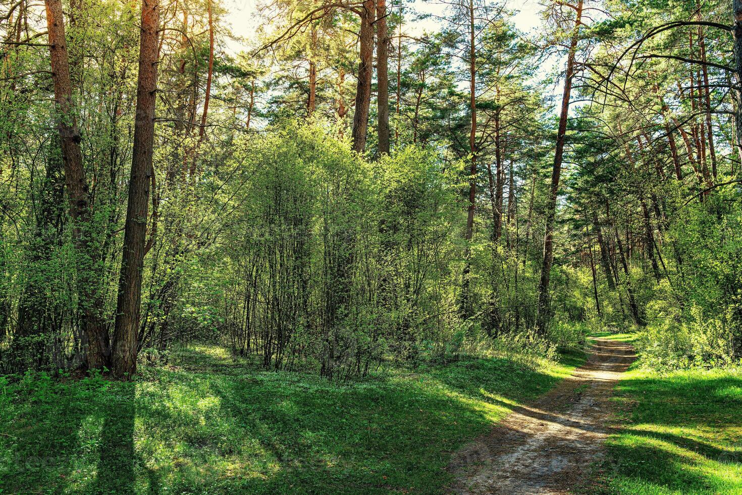Sunset or dawn in a pine forest in spring or early summer. The sun among the trunks of pines. photo