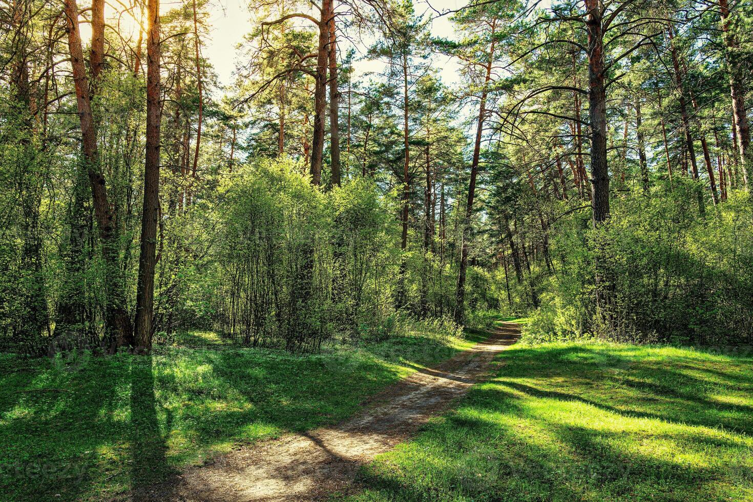 Sunset or dawn in a pine forest in spring or early summer. The sun among the trunks of pines. photo