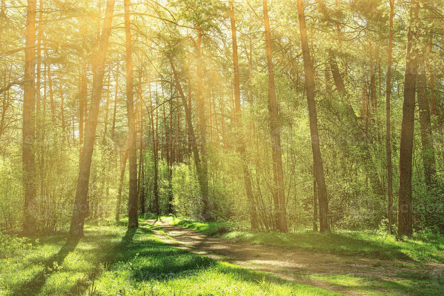 Sunset or dawn in a pine forest in spring or early summer. The sun among the trunks of pines. photo