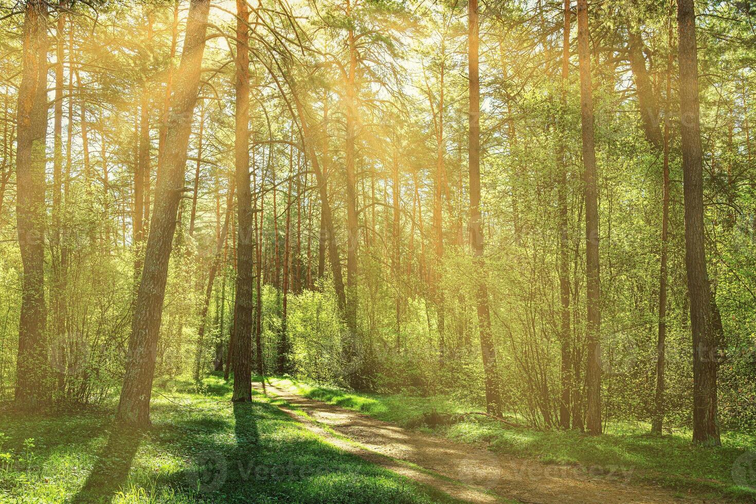 Sunset or dawn in a pine forest in spring or early summer. The sun among the trunks of pines. photo