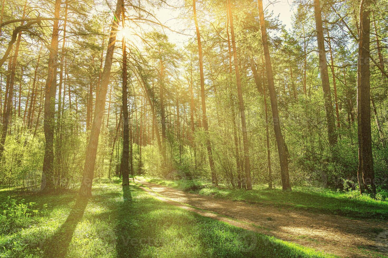 Sunset or dawn in a pine forest in spring or early summer. The sun among the trunks of pines. photo