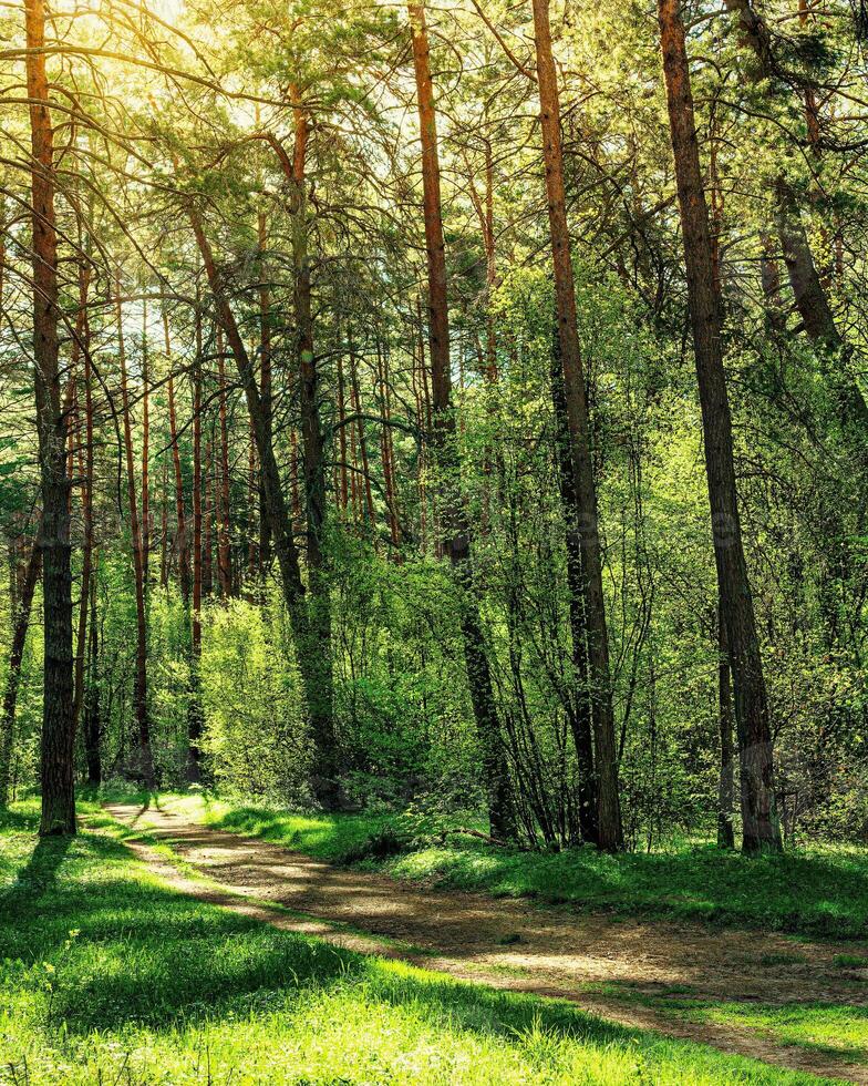 Sunset or dawn in a pine forest in spring or early summer. The sun among the trunks of pines. photo