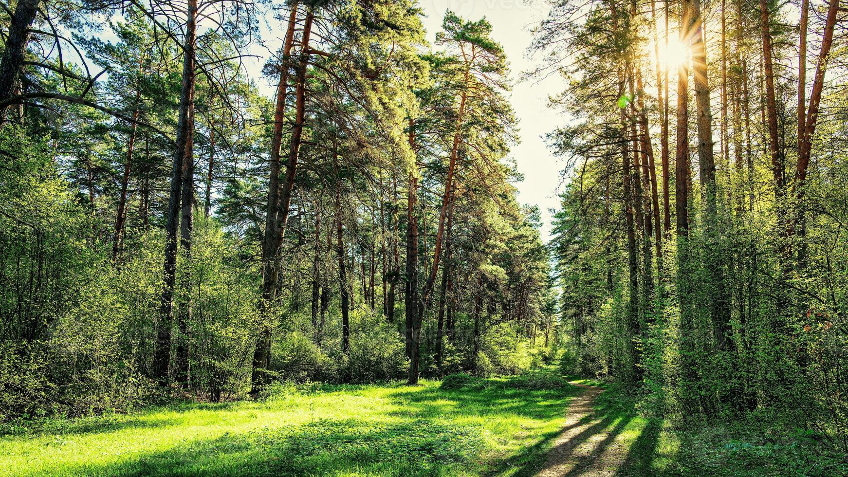 Sunset or dawn in a pine forest in spring or early summer. The sun among the trunks of pines. photo