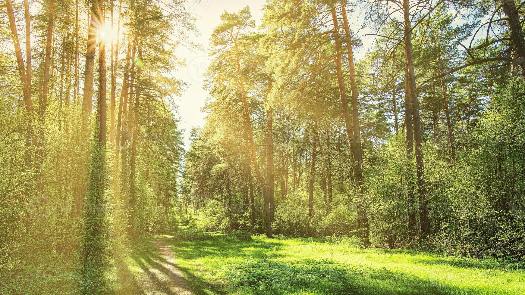 Sunset or dawn in a pine forest in spring or early summer. The sun among the trunks of pines. photo
