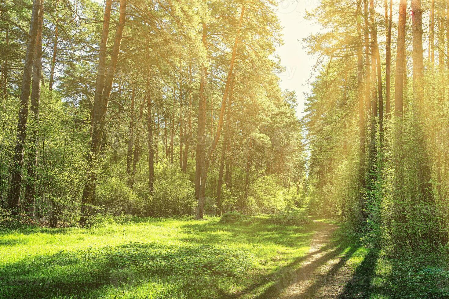 Sunset or dawn in a pine forest in spring or early summer. The sun among the trunks of pines. photo