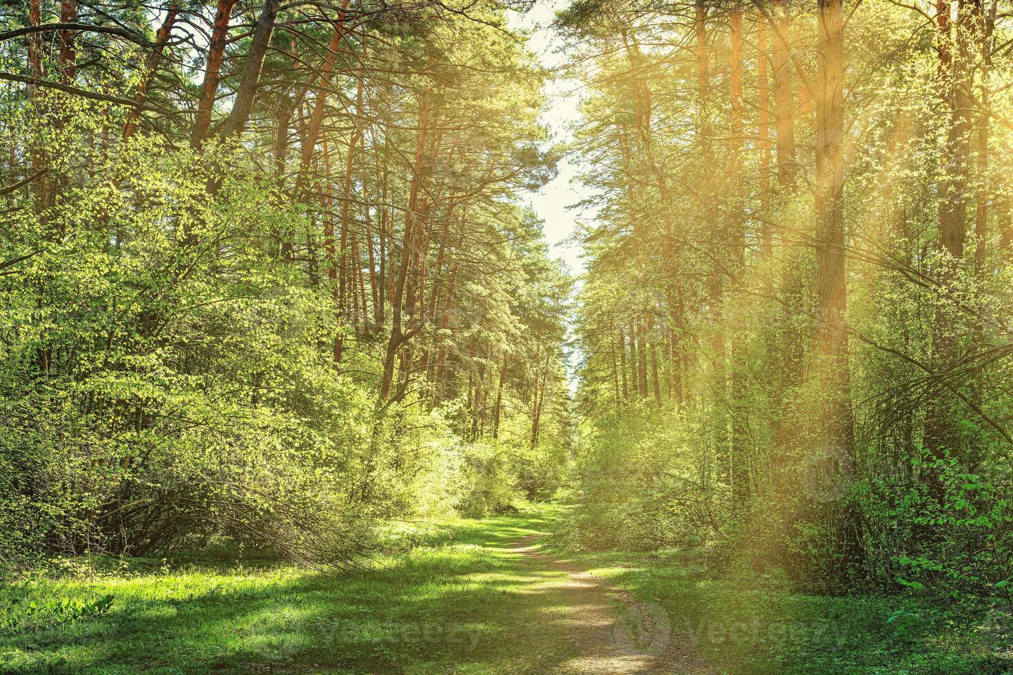 Sunset or dawn in a pine forest in spring or early summer. The sun among the trunks of pines. photo