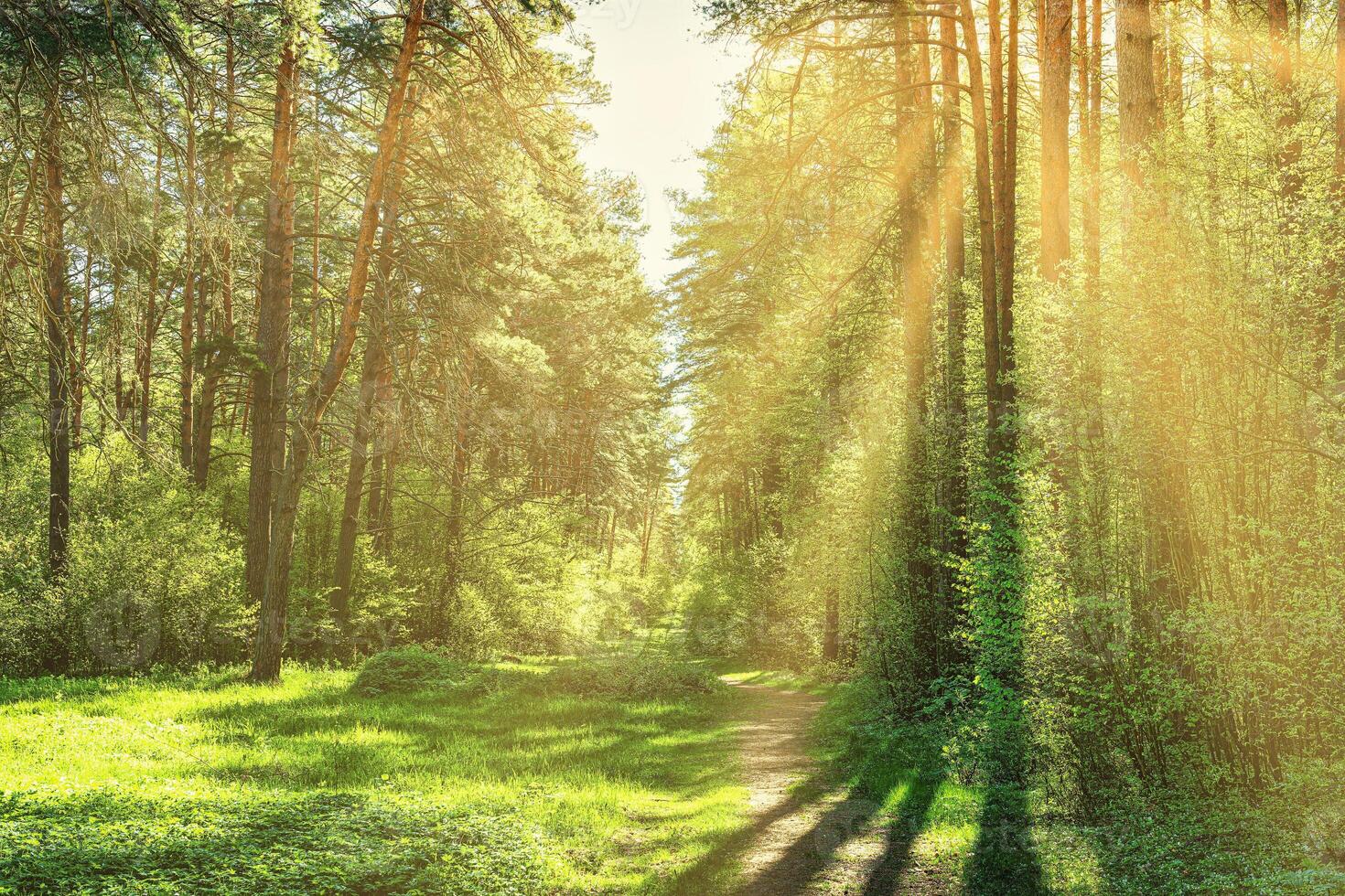 Sunset or dawn in a pine forest in spring or early summer. The sun among the trunks of pines. photo