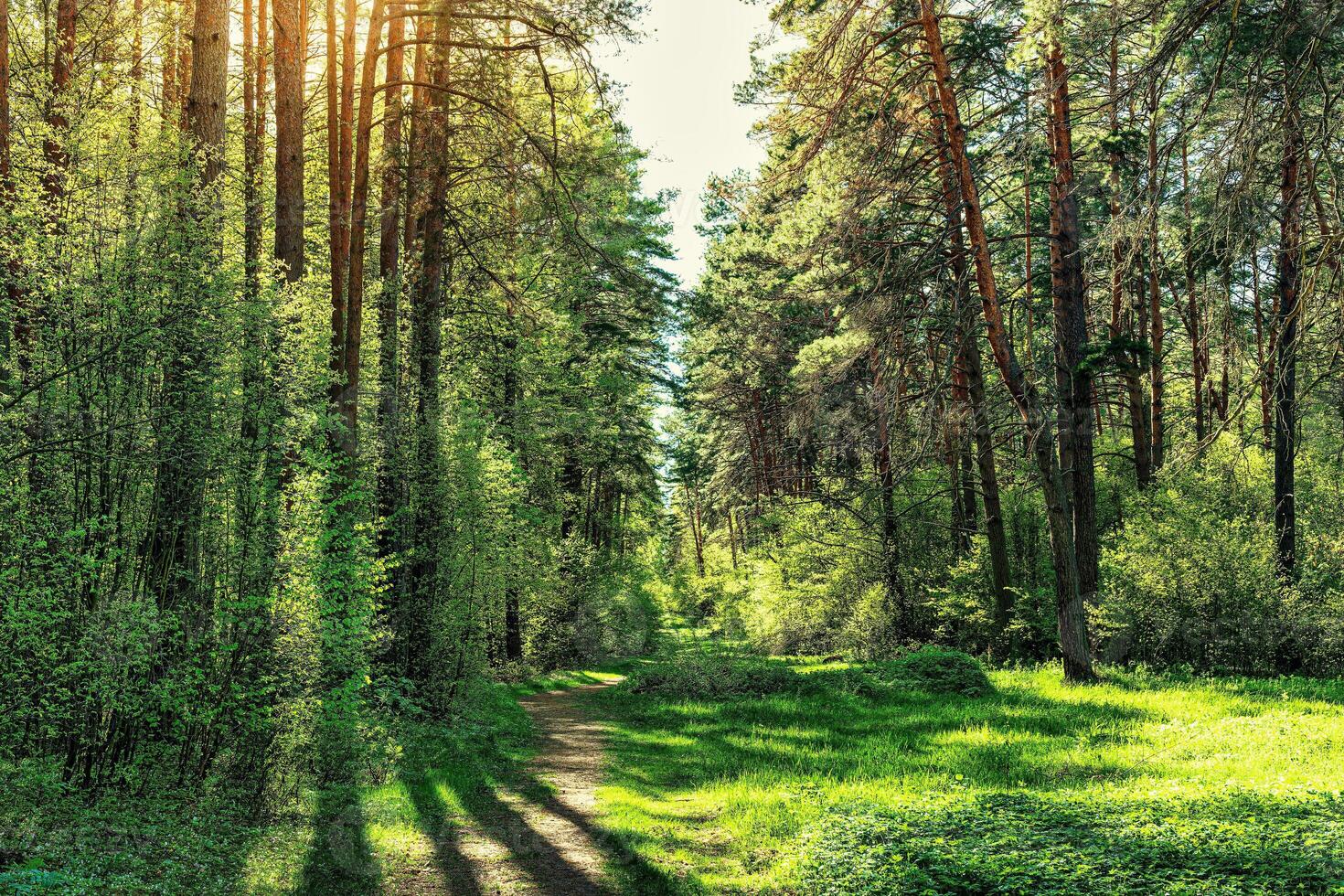 Sunset or dawn in a pine forest in spring or early summer. The sun among the trunks of pines. photo