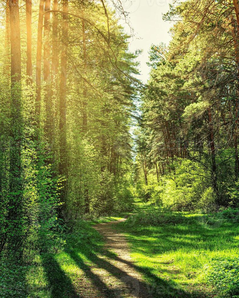 Sunset or dawn in a pine forest in spring or early summer. The sun among the trunks of pines. photo