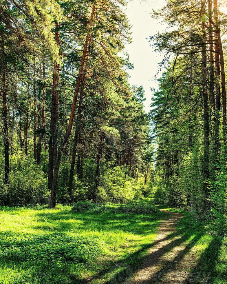 Sunset or dawn in a pine forest in spring or early summer. The sun among the trunks of pines. photo