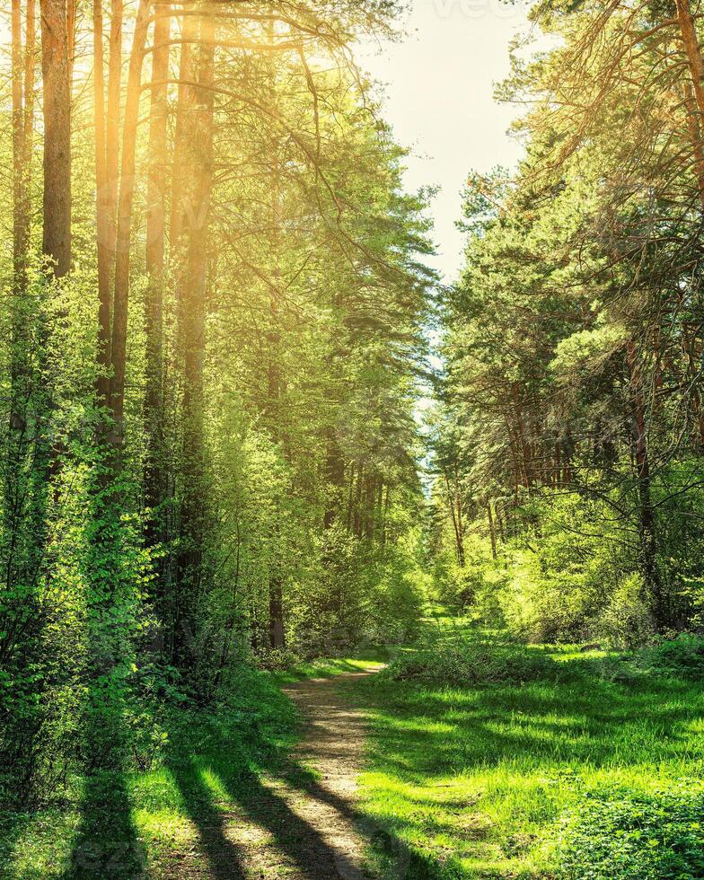 Sunset or dawn in a pine forest in spring or early summer. The sun among the trunks of pines. photo