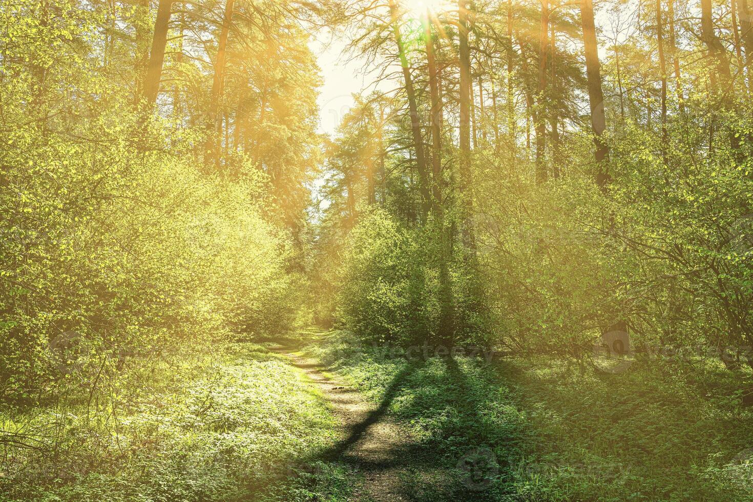 Sunset or dawn in a pine forest in spring or early summer. The sun among the trunks of pines. photo