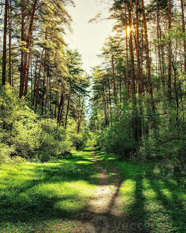 Sunset or dawn in a pine forest in spring or early summer. The sun among the trunks of pines. photo