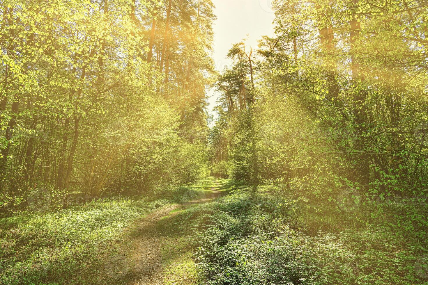 Sunset or dawn in a pine forest in spring or early summer. The sun among the trunks of pines. photo