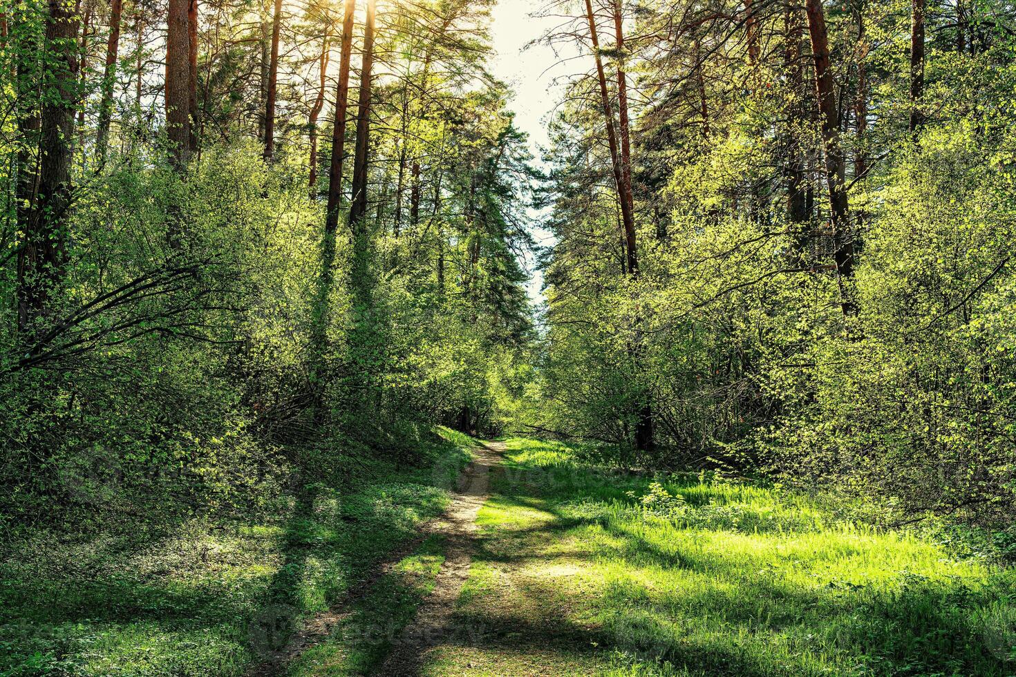 Sunset or dawn in a pine forest in spring or early summer. The sun among the trunks of pines. photo