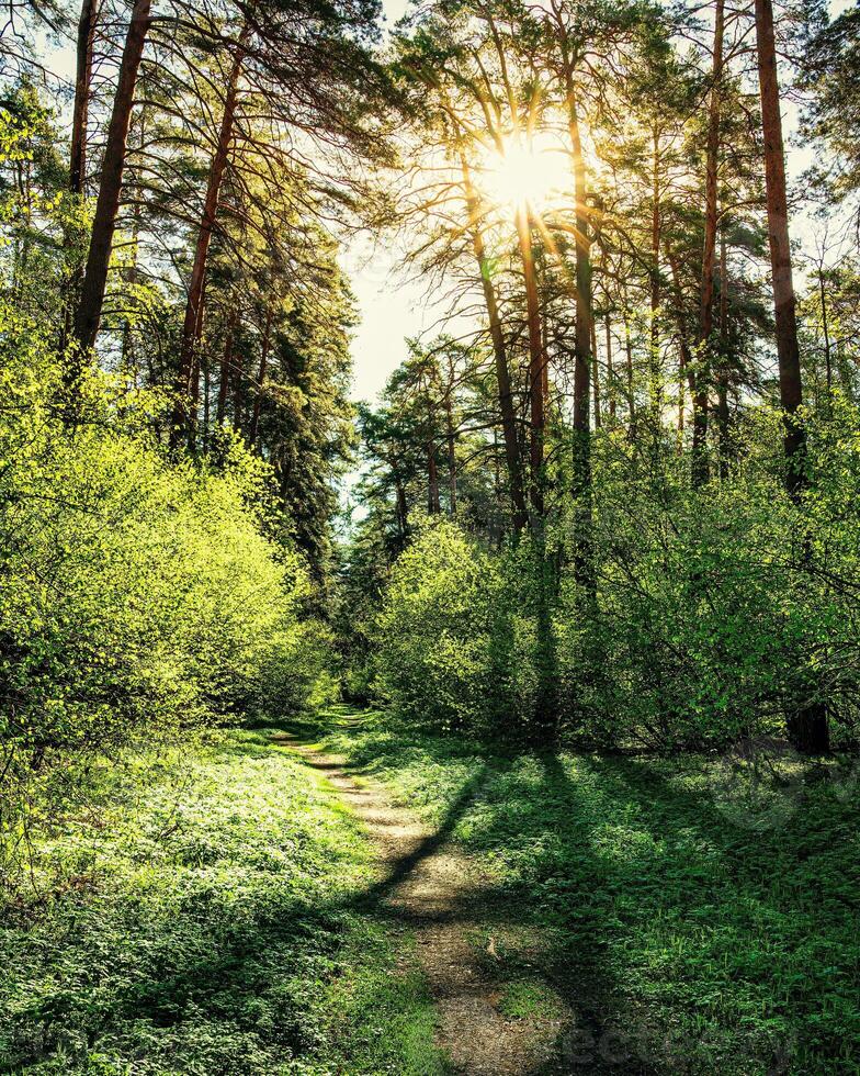 Sunset or dawn in a pine forest in spring or early summer. The sun among the trunks of pines. photo