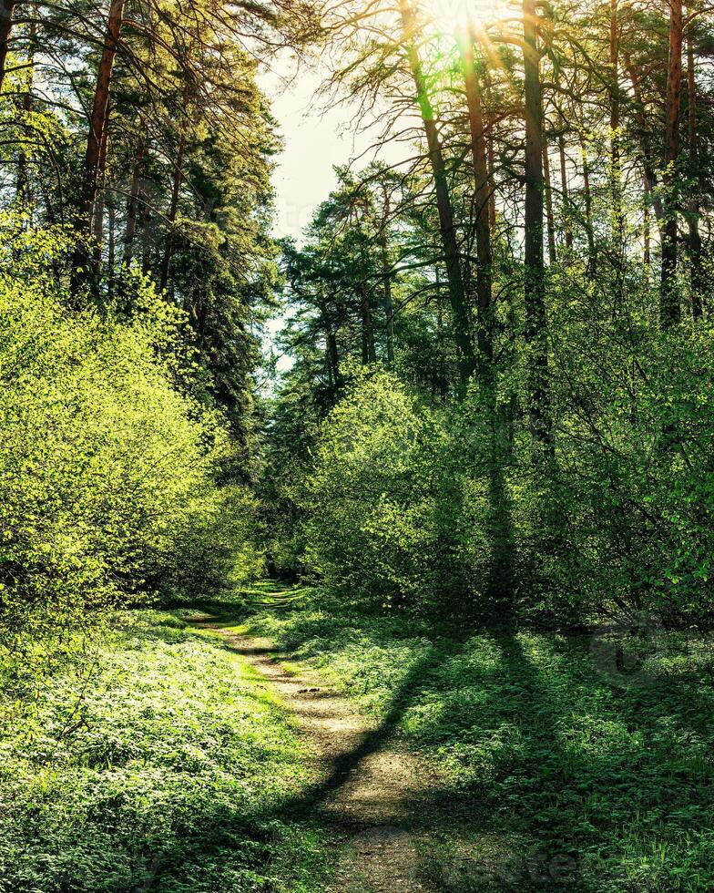 Sunset or dawn in a pine forest in spring or early summer. The sun among the trunks of pines. photo