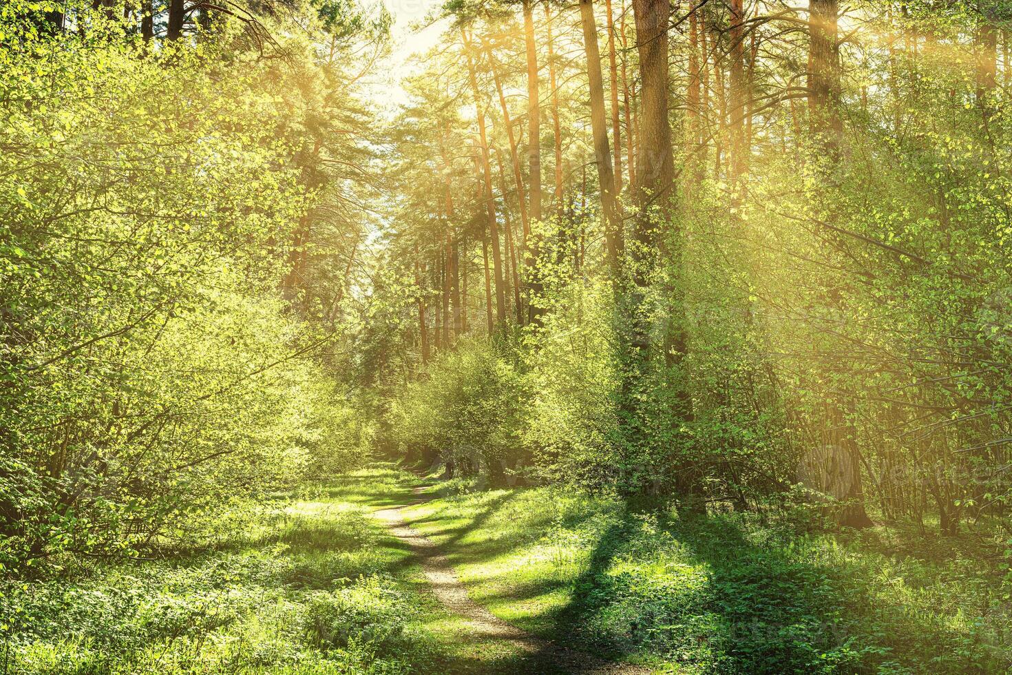 Sunset or dawn in a pine forest in spring or early summer. The sun among the trunks of pines. photo
