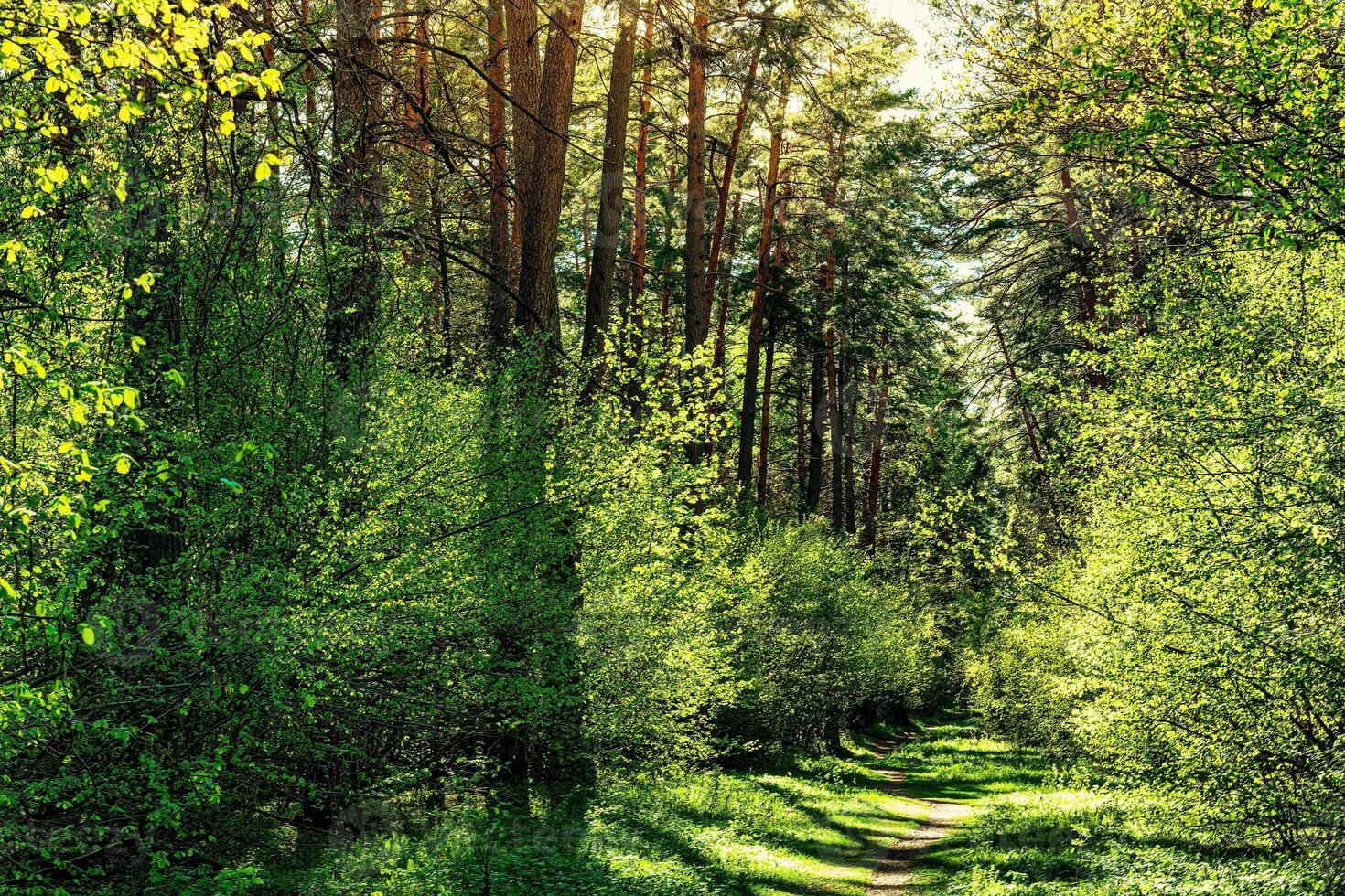 Sunset or dawn in a pine forest in spring or early summer. The sun among the trunks of pines. photo