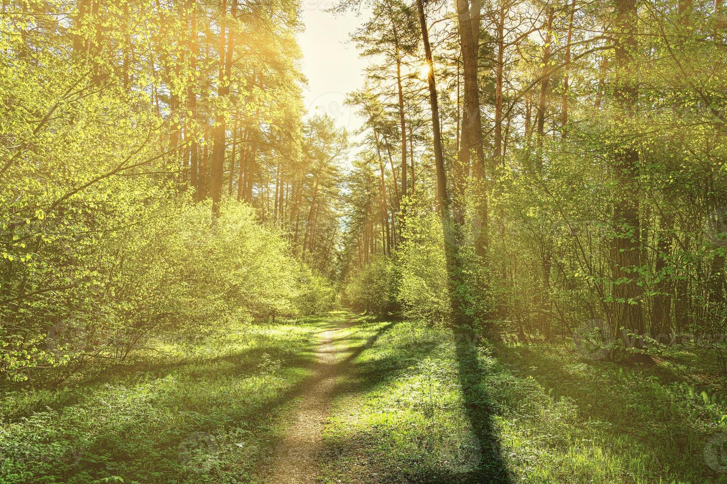 Sunset or dawn in a pine forest in spring or early summer. The sun among the trunks of pines. photo