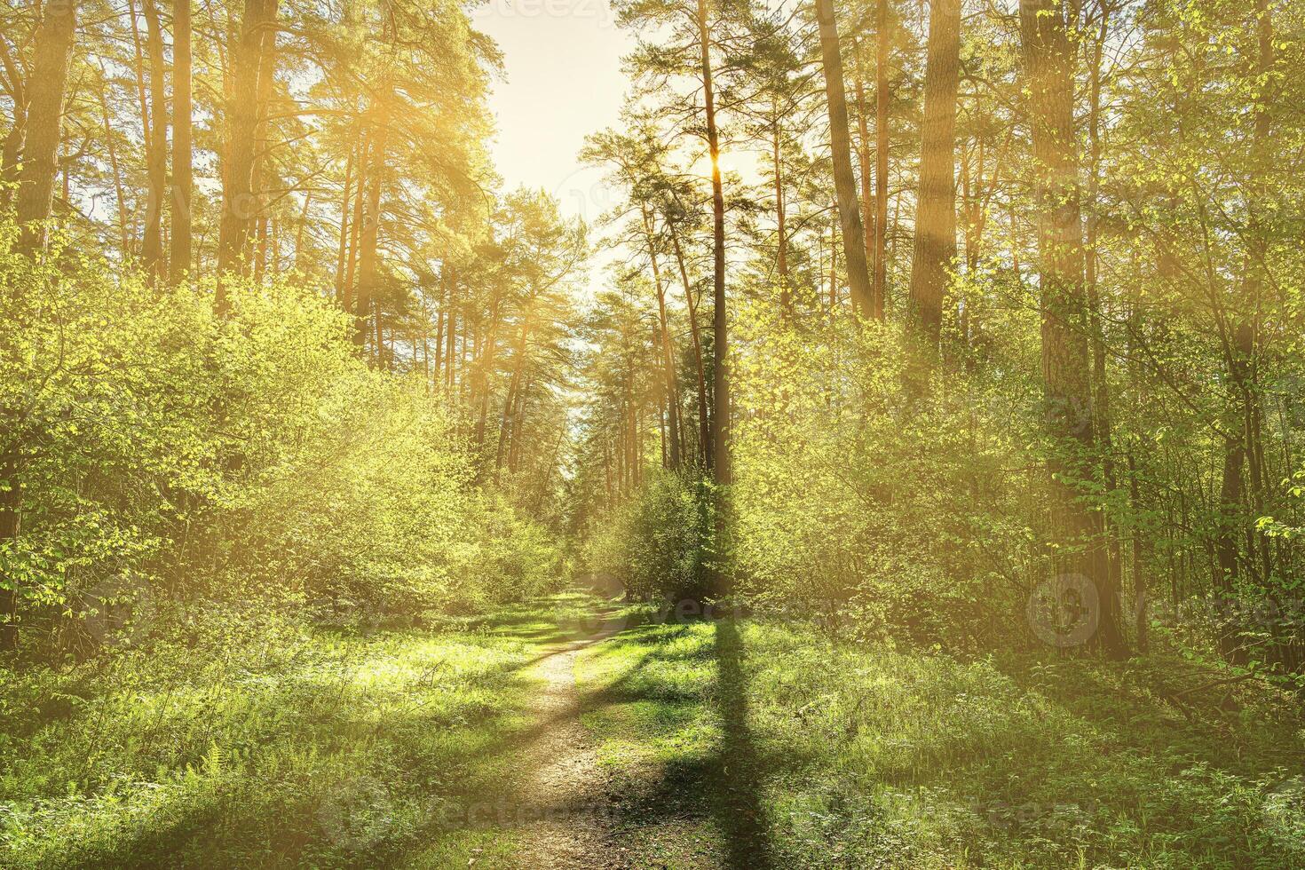 Sunset or dawn in a pine forest in spring or early summer. The sun among the trunks of pines. photo
