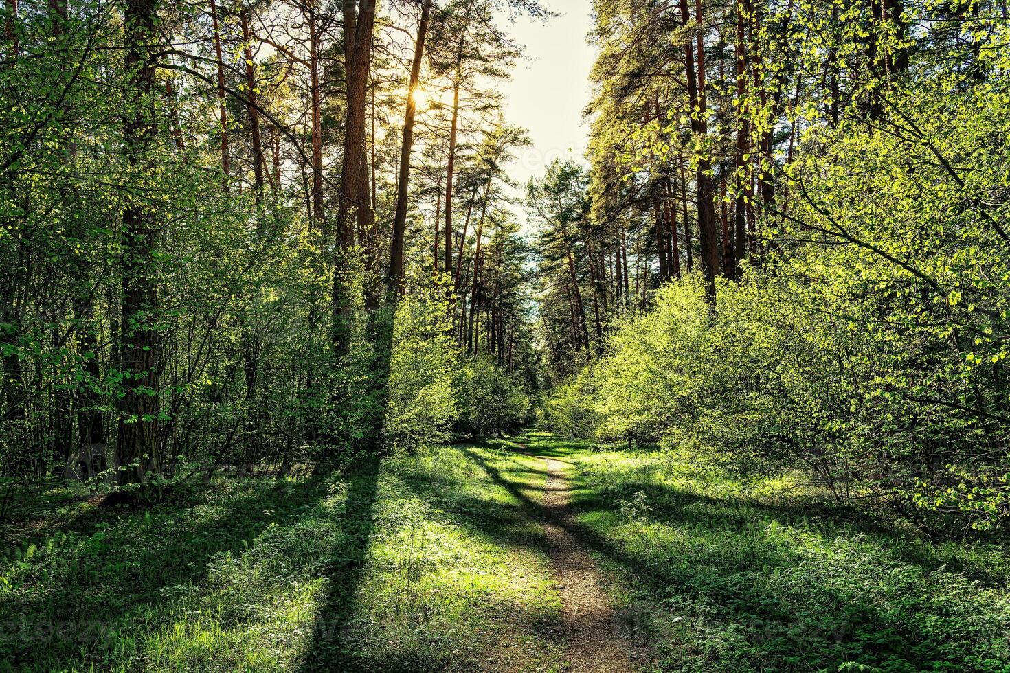 Sunset or dawn in a pine forest in spring or early summer. The sun among the trunks of pines. photo