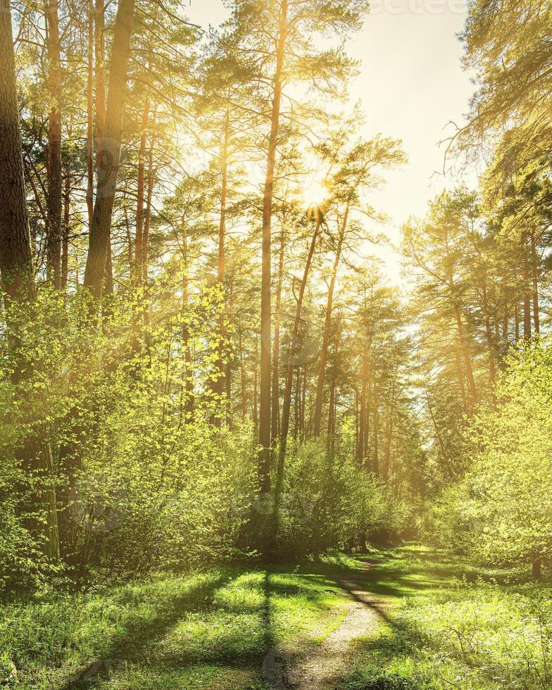 Sunset or dawn in a pine forest in spring or early summer. The sun among the trunks of pines. photo