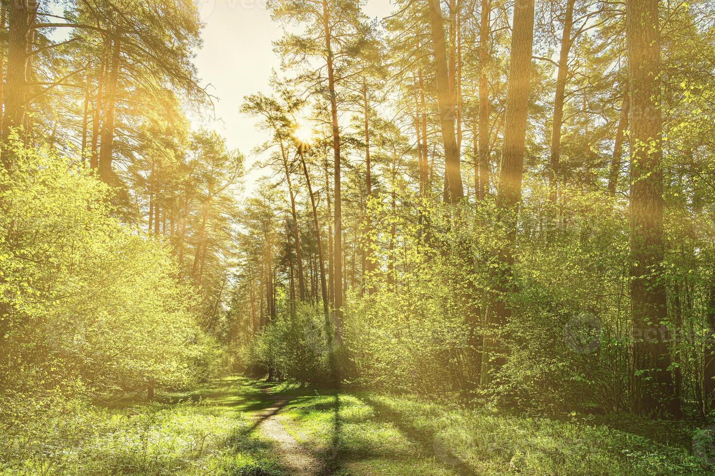 Sunset or dawn in a pine forest in spring or early summer. The sun among the trunks of pines. photo