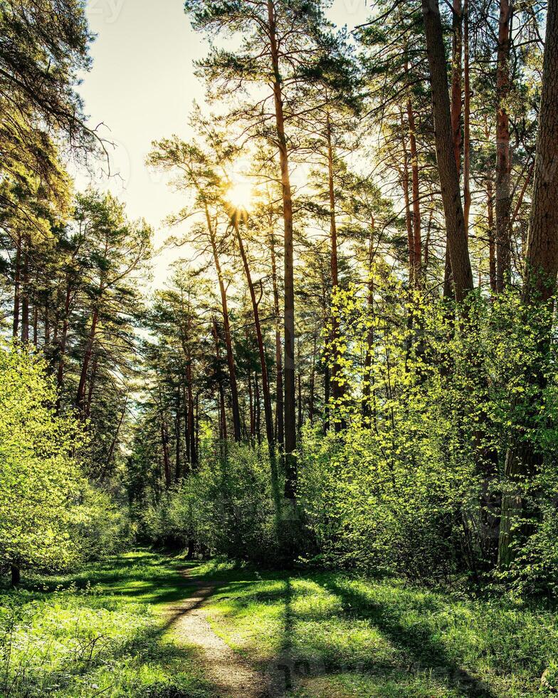 Sunset or dawn in a pine forest in spring or early summer. The sun among the trunks of pines. photo