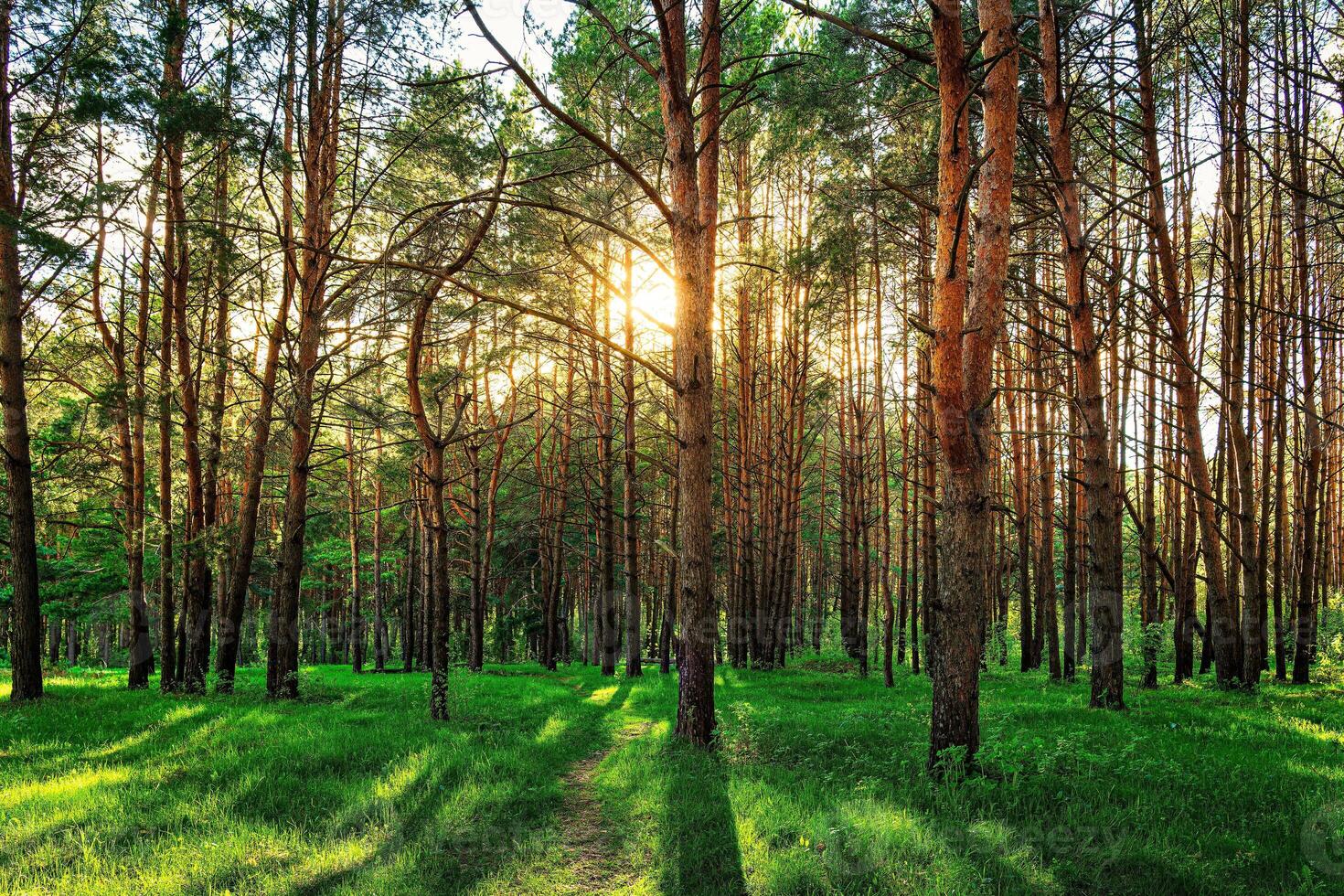 Sunset or dawn in a pine forest in spring or early summer. photo