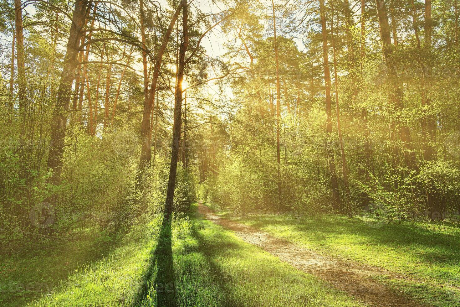 Sunset or dawn in a pine forest in spring or early summer. The sun among the trunks of pines. photo